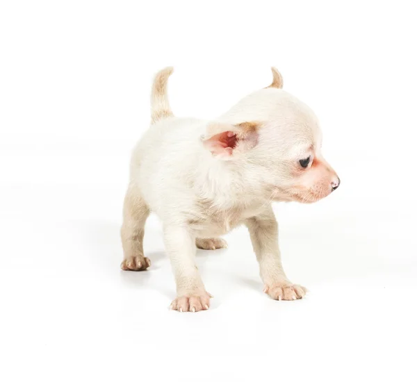 Chihuahua cachorro (3 meses) delante de un fondo blanco —  Fotos de Stock