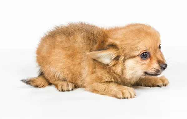 Cachorro Spitz delante de fondo blanco. Pomerania perro isolat —  Fotos de Stock