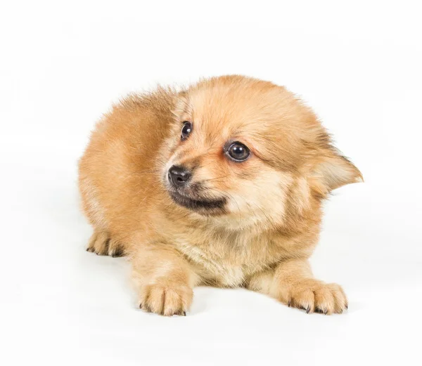 Cachorro Spitz delante de fondo blanco. Pomerania perro isolat — Foto de Stock