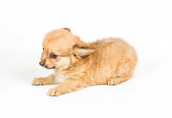 Spitz puppy voor witte achtergrond. Pommeren hond isolat — Stockfoto