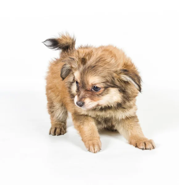 Spitz puppy in front of white background . Pomeranian dog isolat — Stock Photo, Image