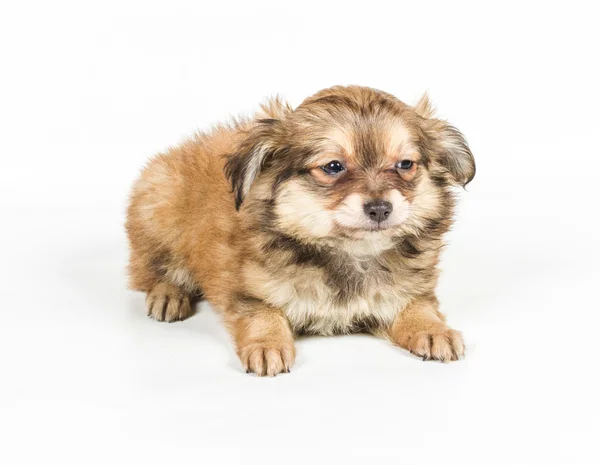 Spitzwelpe vor weißem Hintergrund. Pommerscher Hundeisolat — Stockfoto