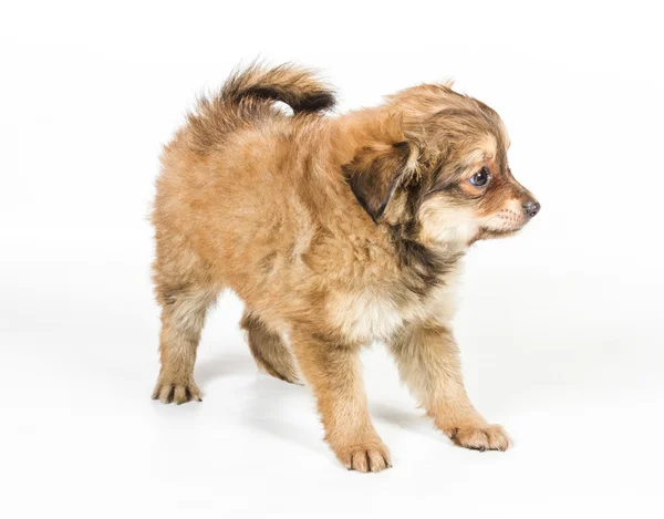 Cucciolo di spitz davanti allo sfondo bianco. Pomerania cane isolato — Foto Stock
