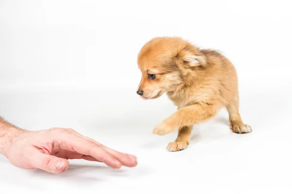 stock image Chihuahua puppy (3 months) in front of a white background