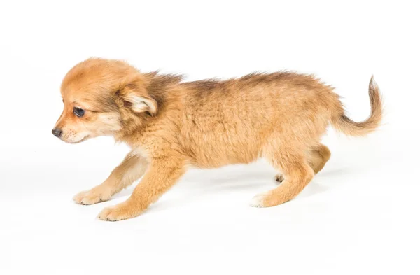 Chihuahua щенок (3 месяца) перед белым фоном — стоковое фото