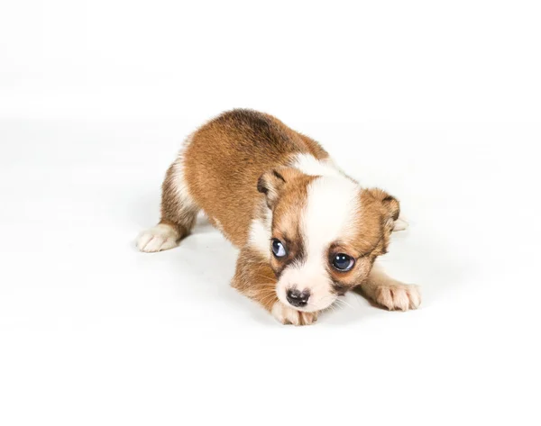 Chihuahua kölyök (3 hónap) egy fehér háttér előtt — Stock Fotó