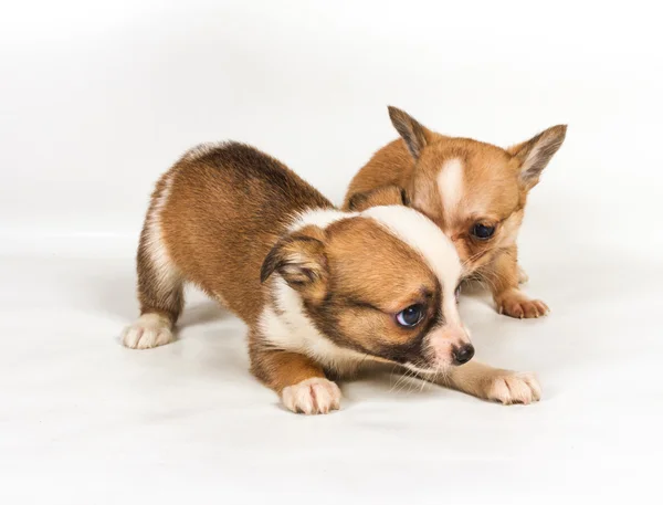 Beyaz arka plan önünde Chihuahua köpek yavrusu (3 ay) — Stok fotoğraf