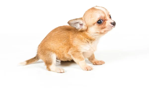 Chihuahua-Welpe (3 Monate) vor weißem Hintergrund — Stockfoto