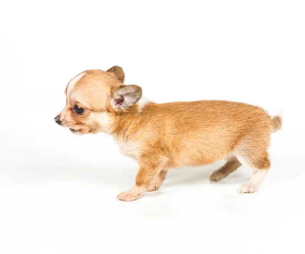 Chihuahua chiot (3 mois) devant un fond blanc — Photo