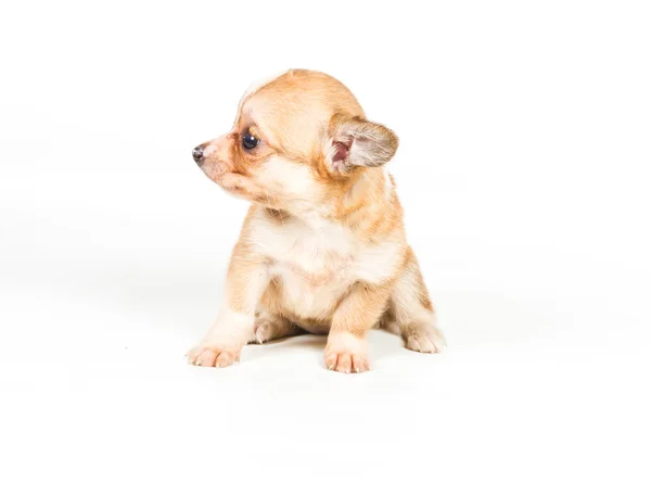 Chihuahua szczeniaka (3 miesiące) przed białym tle — Zdjęcie stockowe