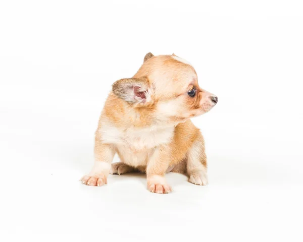 Chihuahua щенок (3 месяца) перед белым фоном — стоковое фото