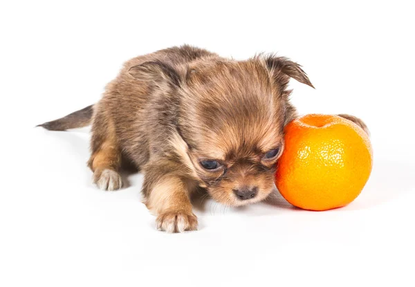 stock image Chihuahua puppy