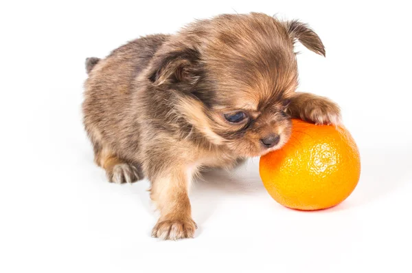 stock image Chihuahua puppy