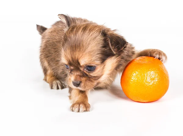 stock image Chihuahua puppy