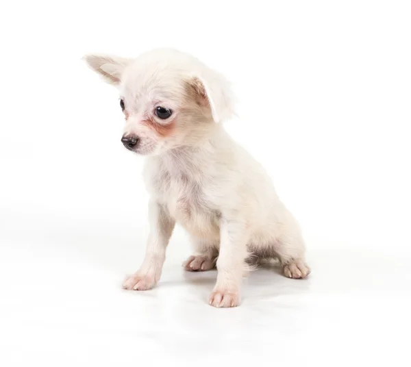 Cachorro divertido Chihuahua posa sobre un fondo blanco —  Fotos de Stock