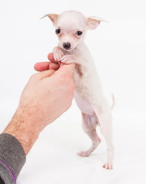 Chiot drôle Chihuahua pose sur un fond blanc — Photo