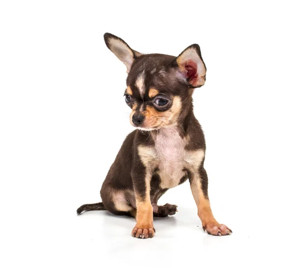 Funny puppy Chihuahua poses on a white background — Stock Photo, Image