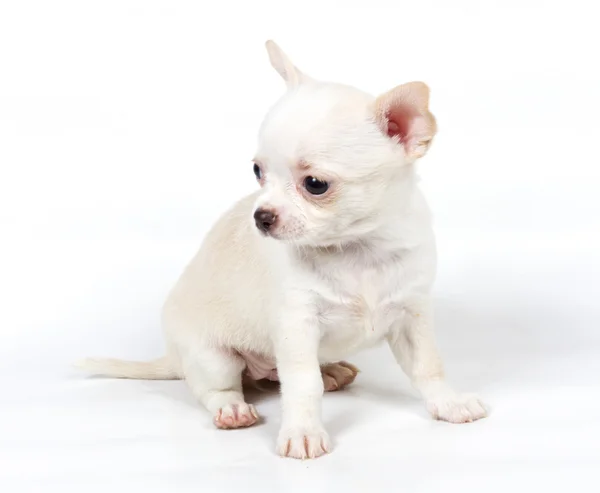 Chihuahua puppy in front of white background Royalty Free Stock Photos