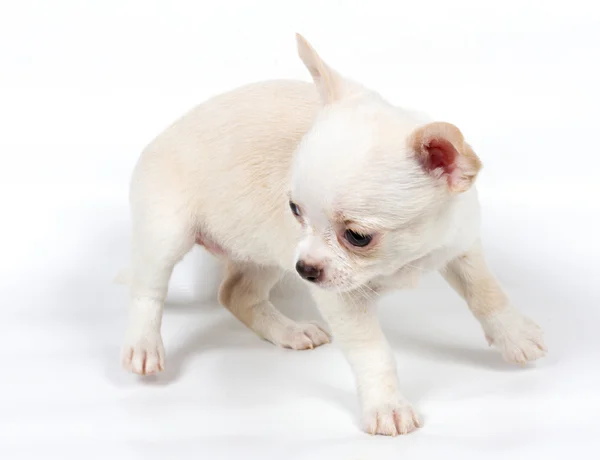 Chihuahua puppy in front of white background Stock Picture