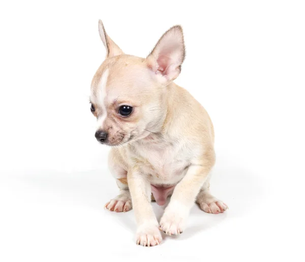 Chihuahua cucciolo davanti a sfondo bianco Foto Stock