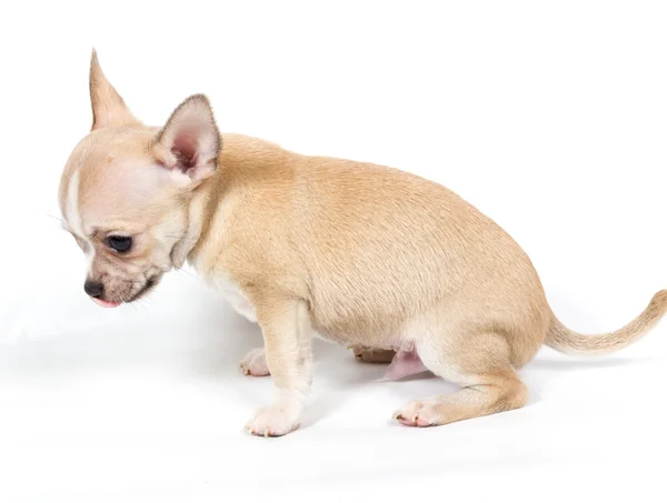 Chihuahua puppy in front of white background Stock Photo