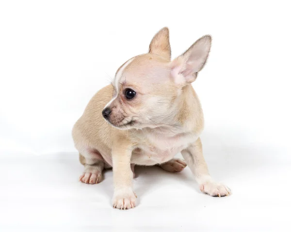 Chihuahua cucciolo davanti a sfondo bianco Fotografia Stock