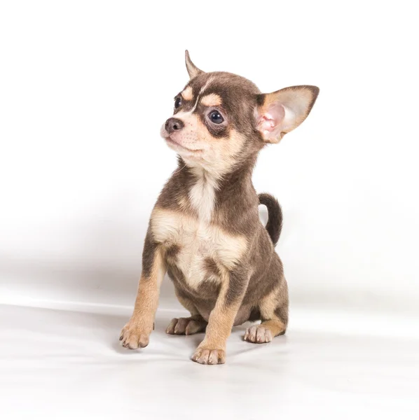 Chocolate e cachorro Chihuahua branco, 8 semanas, de pé em fr Imagens De Bancos De Imagens Sem Royalties