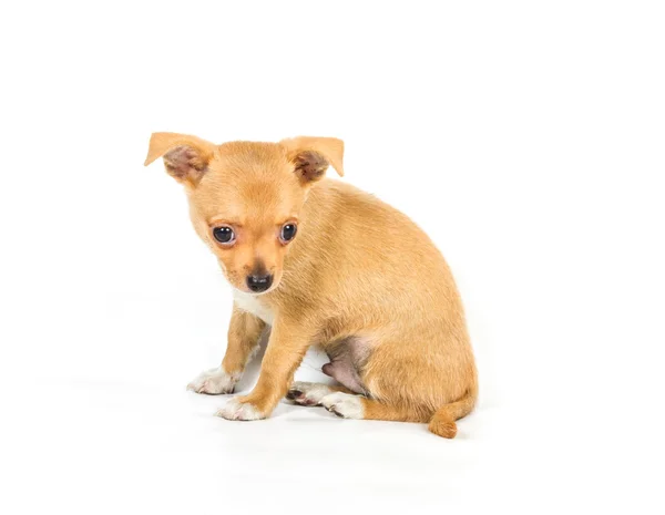 Chihuahua cachorro (3 meses) delante de un fondo blanco Fotos de stock