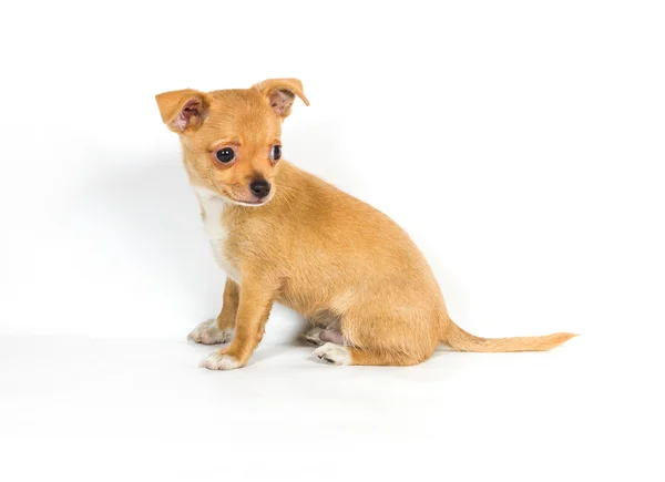 Chihuahua puppy (3 months) in front of a white background Stock Image