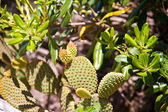 az opuntia kaktusz közelről