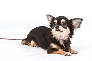 komik köpek chihuahua pozlar beyaz zemin üzerine
