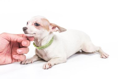 komik köpek chihuahua pozlar beyaz zemin üzerine