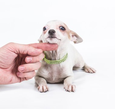 komik köpek chihuahua pozlar beyaz zemin üzerine