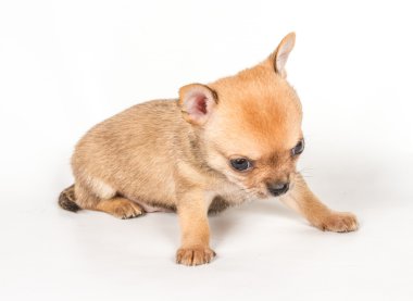 Beyaz arka planda chihuahua köpek yavrusu