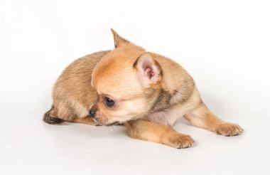 Beyaz arka planda chihuahua köpek yavrusu