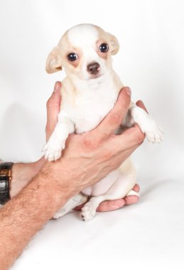 Beyaz arka planda chihuahua köpek yavrusu