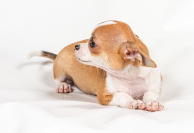 Beyaz arka planda chihuahua köpek yavrusu