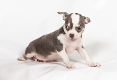 Beyaz arka planda chihuahua köpek yavrusu