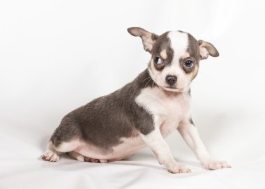 Beyaz arka planda chihuahua köpek yavrusu