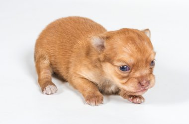 Beyaz arka planda chihuahua köpek yavrusu