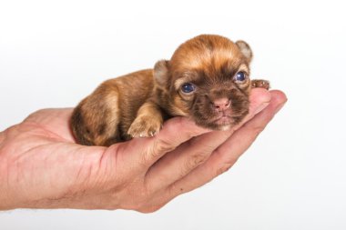 Beyaz arka planda chihuahua köpek yavrusu