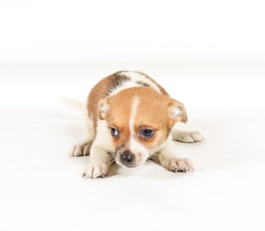 Beyaz arka planda bir chihuahua köpek yavrusu