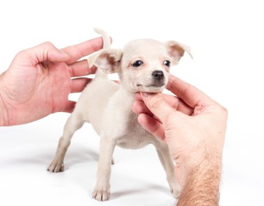 Beyaz arka planda bir chihuahua köpek yavrusu