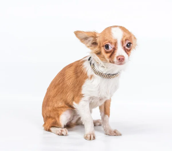 stock image Funny puppy Chihuahua poses on a white background