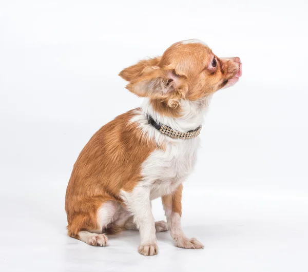 Grappige pup chihuahua houdingen op een witte achtergrond — Stockfoto