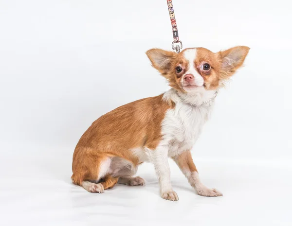 Filhote de cachorro engraçado Chihuahua posa em um fundo branco — Fotografia de Stock