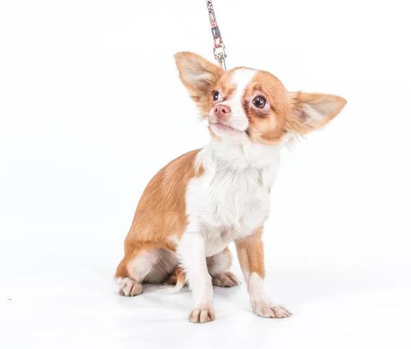 stock image Funny puppy Chihuahua poses on a white background