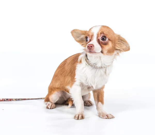 Grappige pup chihuahua houdingen op een witte achtergrond — Stockfoto
