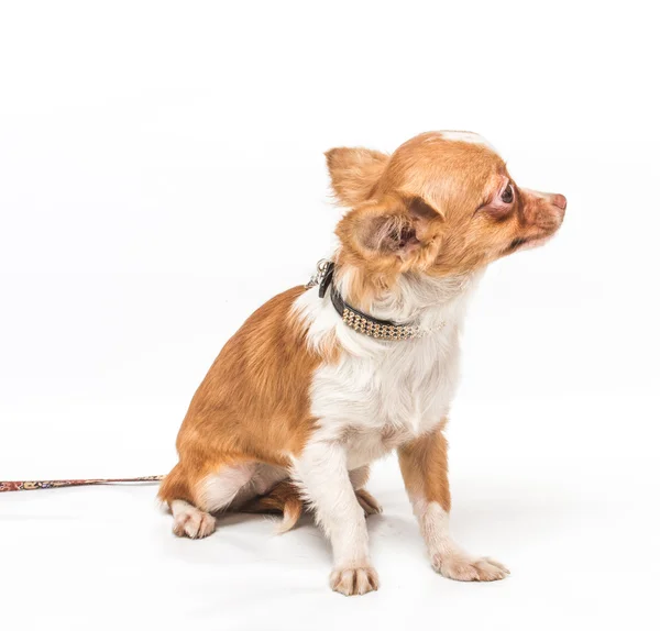 stock image Funny puppy Chihuahua poses on a white background