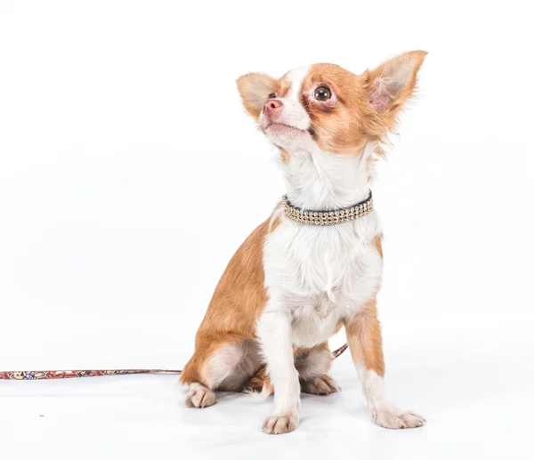 Stock image Funny puppy Chihuahua poses on a white background